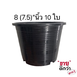 กระถาง  8  นิ้ว 10 ใบ