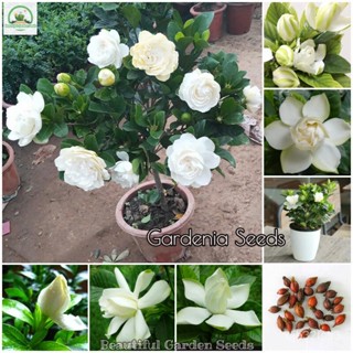 （คุณภาพสูง เมล็ด）เมล็ดพันธุ์ เม็ดพุด 100 เมล็ด Gardenia Flower Seeds ต้นไม้ประดับ ดอกไม้จริง พันธุ์ดอกไม้ เมล็ดพ/กะเพรา