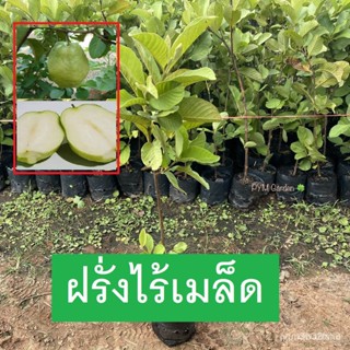 ผลิตภัณฑ์ใหม่ เมล็ดพันธุ์ ต้นฝรั่งไร้เมล็ด ไม่มีเมล็ด กิ่งตอน พร้อมปลูกต้นสูง 50-70เซนติเมตร (ส่งใหม่ฟรี หากสินค/มะระ TW