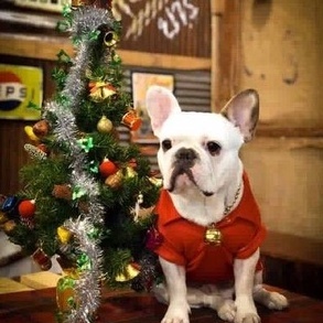 พร้อมส่ง เสื้อผ้าสุนัข เสื้อโปโล (สีแดง) เสื้อวันคริสมาส งานน่ารักมาก