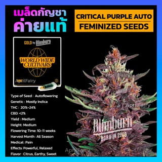 เมล็ดพันธุ์กัญชา Critical Purple Auto Feminised Cannabis Seeds เพศเมีย เมล็ดกัญชานอก เมล็ดค่าย Blimburn แท้100% แบ่งขาย