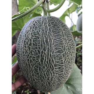 （คุณภาพสูง เมล็ด）เมล็ดพันธุ์ แคนตาลูป ฮามิกัว (Hamigua) บรรจุ 5 เมล็ด/ง่าย ปลูก สวนครัว เมล็ด/ต้นอ่อน Z0DR