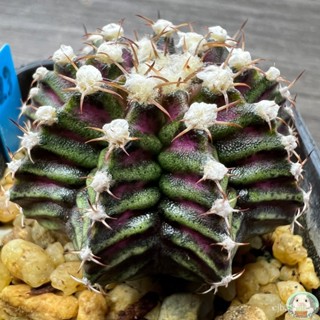 (B23) ต้นยิมโนหน้ายับ ลูก Trex ไม้เมล็ด - (gymnocalycium) - แคคตัส/งอก ปลูก/งอกครัว เมล็ด/งอก WGBV