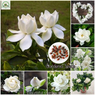 （คุณภาพสูง เมล็ด）เมล็ดพันธุ์ เม็ดพุด 100 เมล็ด Gardenia Flower Seeds ต้นไม้ประดับ ดอกไม้จริง /ง่าย ผัก ปลูก /ง่าย BHCF