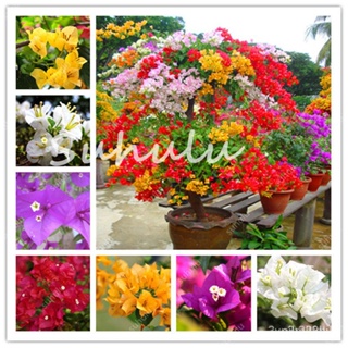 ผลิตภัณฑ์ใหม่ เมล็ดพันธุ์ 2022Bougainvillea Bonsai Rare Colorful Climbing Bougainvillea plant seeds Spectabilis /ง่าย LY