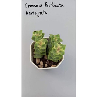 (ลดเพิ่ม 50% สูงสุด 100 ใส่โค้ด INCLV33) Crassula Perforata Variegata  กุหลาบหิน ไม้อวบน้ำ กระถางสองนิ้ว ส่งพร้อมกระถาง