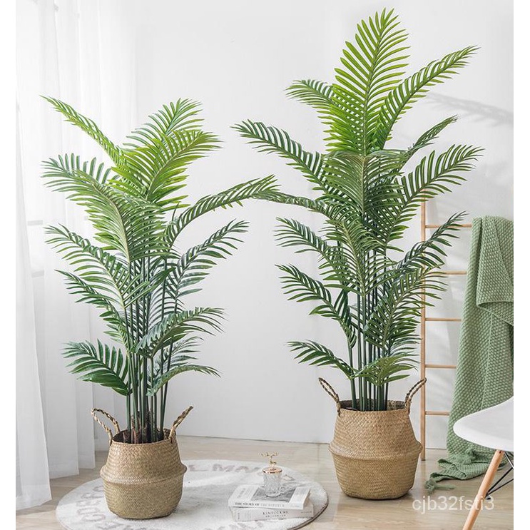 คุณภาพสูง-เมล็ด-10แคปซูล-ถุง-เมล็ดปาล์มอาริกา-areca-palm-seeds-ต้นไม้มงคล-ต้นไม้ฟอกอากาศ-ต-ง่าย-ผัก-ปลูก-ง่าย-hnql