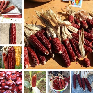 （คุณภาพสูง เมล็ด）เมล็ดข้าวโพดแดง Red Corn Seeds ข้าวโพดหวานอร่อย เมล็ดพันธุ์คุณภาพ ลดราคาปลูก/ง่าย ปลูก สวนครัว /ง่าย TN
