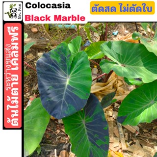 Colocasia Black marble ตัดสด ไม่ตัดใบ โคโลคาเซีย เเบล็คเมร์เบิ้ล เเบล็คมาร์เบิ้ล