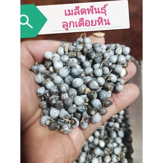 เมล็ดพันธุ์ลูกเดือยหิน สมุนไพรไทยหายาก เป็นพรรณไม้ล้มลุก​ ซองละ​ 300 เมล็ด​