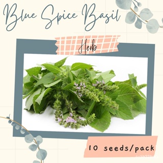 ผลิตภัณฑ์ใหม่ เมล็ดพันธุ์ จุดประเทศไทย ❤BASIL Blue Spice Seeds for Planting (10 seeds) HERBเมล็ดอวบอ้วน 100% รอค/กะเพรา