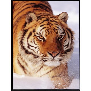 ชุดภาพติดคริสตัลกลม ลายเสือหิมะ (งานติดเต็มภาพ) ขนาด 36*54 ซม.