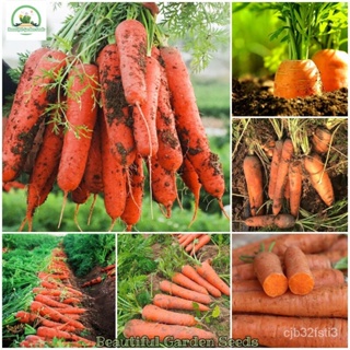 （คุณภาพสูง เมล็ด）เมล็ดพันธุ์ แครอท Carrot Seeds บรรจุ 100เมล็ด เมล็ดพันธุ์ผัก เมล็ดบอนไซ เมล็/ง่าย ปลูก สวนครัว /ง่าย IW