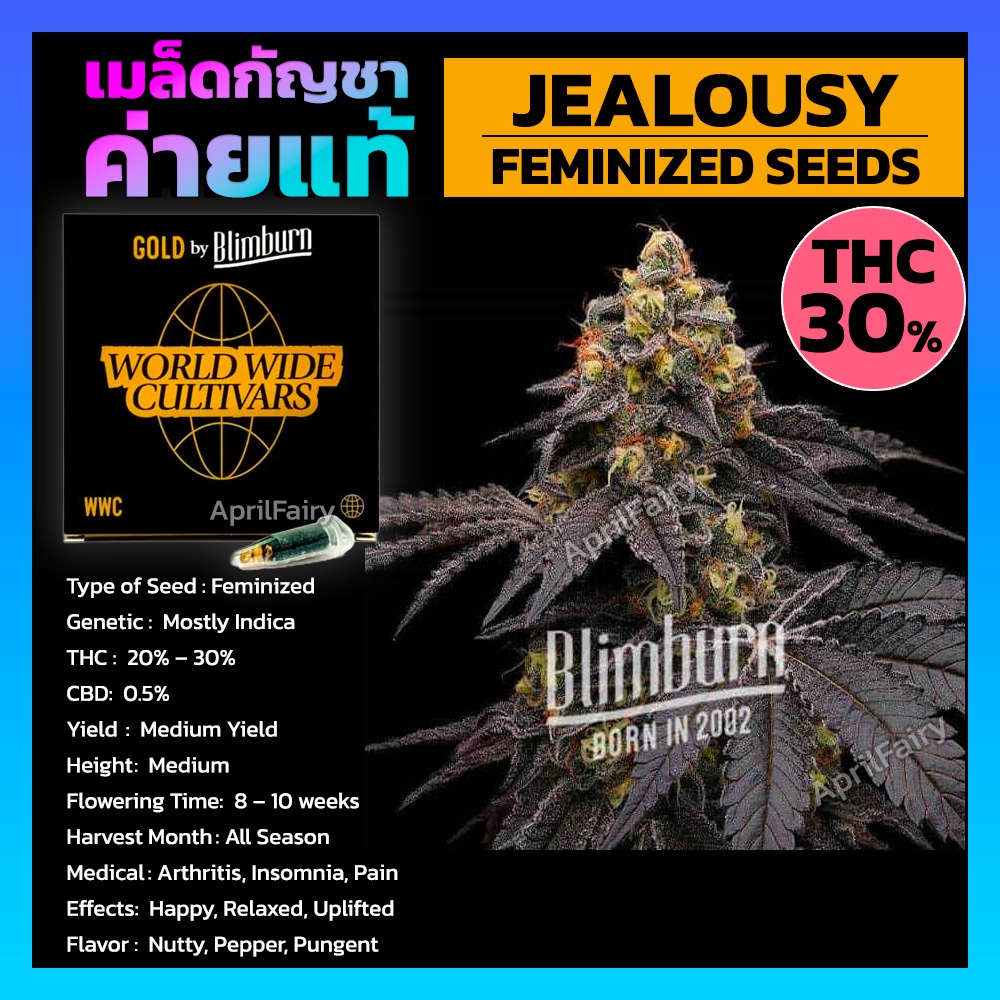 เมล็ดพันธุ์กัญชา-jealousy-feminised-cannabis-seeds-เพศเมีย-เมล็ดกัญชานอก-เมล็ดค่าย-blimburn-แท้100-แบ่งขาย