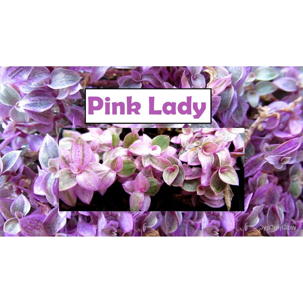 ผลิตภัณฑ์ใหม่-เมล็ดพันธุ์-จุดประเทศไทย-dt-real-plantcallisia-repens-pink-lady-สีชมพู-yue-หัวใจหญ้าเมล็ดอวบอ้วน-ต้นอ่อน