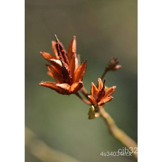 ผลิตภัณฑ์ใหม่-เมล็ดพันธุ์-202215-เมล็ดอวบอ้วน-กุหลาบพันปี-ต้นโรโดเดนดรอน-azalea-rhododendron-flower-seeds-อัตราการ-ง่าย
