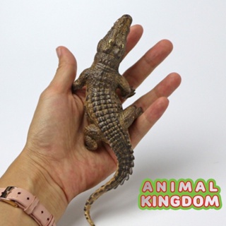 Animal Kingdom - โมเดลสัตว์ จระเข้ น้ำตาล ขนาด 18.00 CM (จากหาดใหญ่)