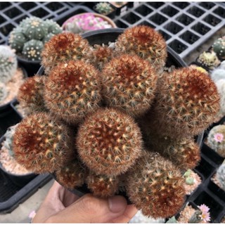 ❤️❤️❤️ไม้สะสมนะค้า🥰❤️❤️❤️🌸🌸Mammillaria carmenae Red Multicolor คาร์มิเน่แดงฟอร์มกอใหญ่ สีไล่เฉดแดงโคล่าส้ม❤️🤎🧡 สวยไม่ไหว