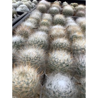 cactus mammillaria guelzowiana แมมลูกแมวดอกใหญ่