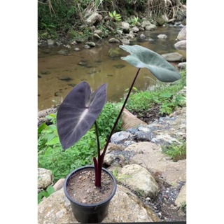 (1ต้น) ต้น บอน บอนทรอปิคอลสตรอม Colocasia Tropical storm บอน ทรอปิคอลสตรอม ทรอปิ คอลสตรอม / วธิดา