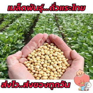 （คุณภาพสูง เมล็ด）เมล็ดพันธุ์ถั่วแระไทย 60 เมล็ด 10 g ออกฝักเยอะ ปลูกง่าย กินมัน กินอร่อย เมล็ดถั่วแร/ง่าย ปลูก ส/ต้นอ่อน