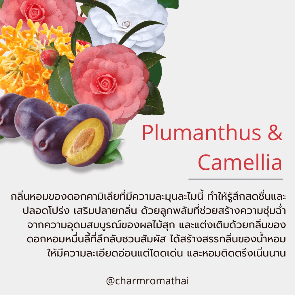 charmroma-plumanthus-amp-camellia-reed-diffuser-ชาร์มโรม่า-ก้านไม้หอมปรับอากาศ-กลิ่น-พลัมเเมนตัส-แอนด์-คามิเลีย-50-ml
