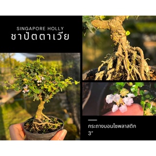 ชาปัตตาเวีย Singapore holly รากสวย ทรงบอนไซ bonsai mini bonsai