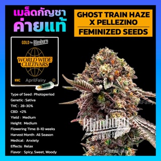 เมล็ดพันธุ์กัญชา Ghost Train Haze x Pellezino Feminised Cannabis เมล็ดค่าย Blimburn Seeds แท้100% แบ่งขาย