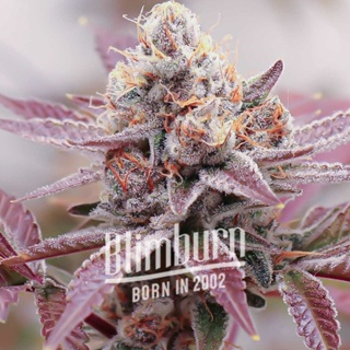 เมล็ดพันธุ์กัญชา Glookies Feminised Cannabis Seeds เพศเมีย เมล็ดกัญชานอก เมล็ดค่าย Blimburn แท้100% แบ่งขาย