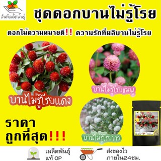 ผลิตภัณฑ์ใหม่ เมล็ดพันธุ์ เมล็ดพันธุ์ ชุดดอกบานไม่รู้โรย ดอกไม้ ปลูกง่าย โตไว บานไม่รู้โรยสีแดง/บานไม่รู้โรยสีชมพู/ง่าย