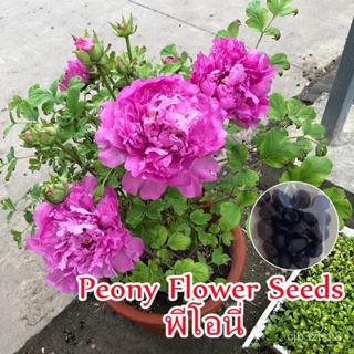 （คุณภาพสูง เมล็ด）ปลูกง่าย ปลูกได้ทั่วไทย ของแท้ 100% 20Pcs พีโอนี่ Peony Flower Seeds เมล็ดดอกไม้ ไม/ง่าย ปลูก ส/ต้นอ่อน