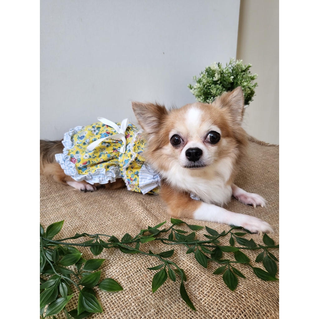 dogster-amp-pals-hampton-dress