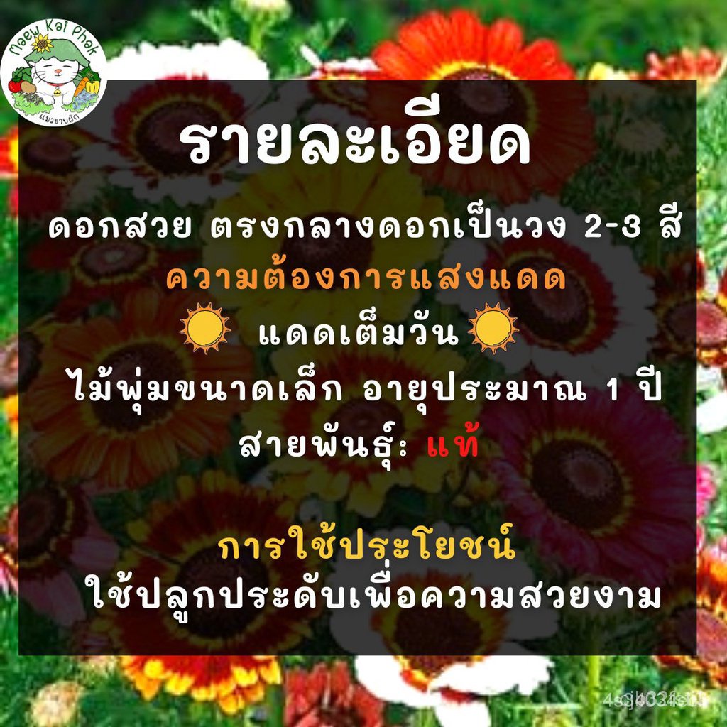 ผลิตภัณฑ์ใหม่-เมล็ดพันธุ์-เมล็ดพันธุ์-ดอกเพ้นท์เดซี่-เดซี่สามสี-painted-daisy-mix-150เมล็ด-นำเข้าจากต่างประเท-ต้นอ่อน