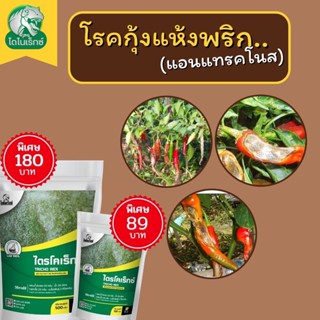 กำจัดเชื้อรา สาเหตุของโรคกุ้งแห้ง หรือแอนแทรคโนส ในพริก ไตรโคเดอร์มา ไตรโคเร็กซ์ ปลอดภัยต่อคนและสัตว์เลี้ยง 100%