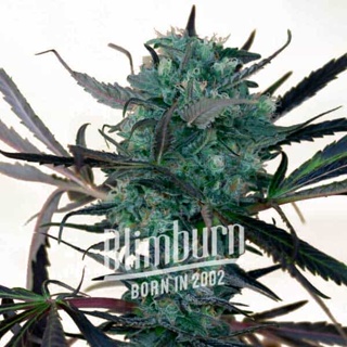 เมล็ดพันธุ์กัญชา Chemdog Auto Feminised Cannabis Seeds เพศเมีย เมล็ดกัญชานอก เมล็ดค่าย Blimburn แท้100% แบ่งขาย
