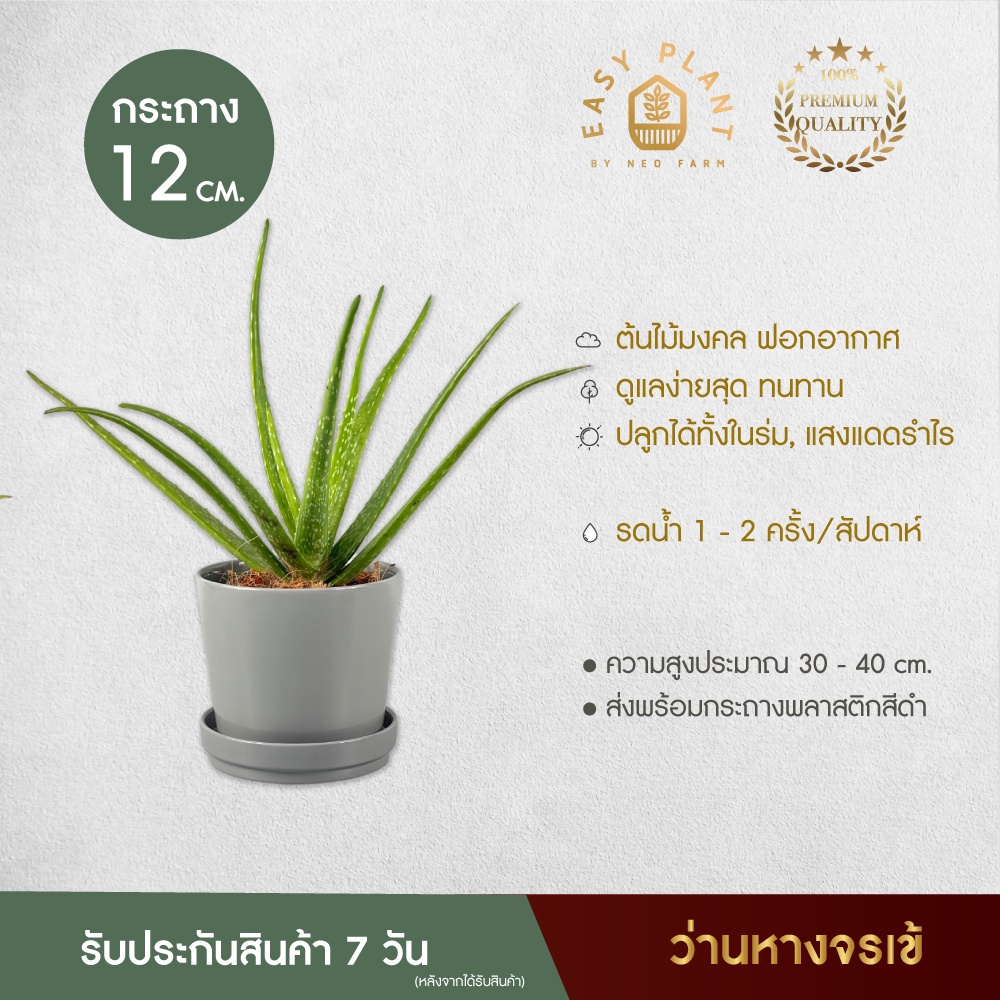 ว่านหางจระเข้-aloe-vera-สรรพคุณมากมาย-ฟอร์มสวย-ต้นไม้ประดับ-ต้นไม้มงคล-ต้นไม้ฟอกอากาศ-easyplant