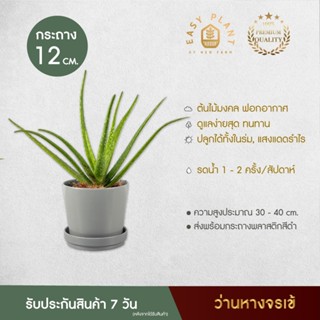 ว่านหางจระเข้ Aloe vera สรรพคุณมากมาย ฟอร์มสวย ต้นไม้ประดับ ต้นไม้มงคล ต้นไม้ฟอกอากาศ - easyplant