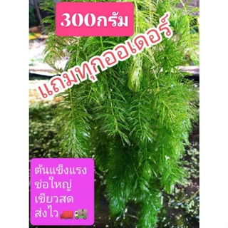 ภาพหน้าปกสินค้าสาหร่ายหางกระรอกแพค300กรัมปลอดสารพิษ 100%https://youtu.be/dfk8uWPQ4bQ ที่เกี่ยวข้อง