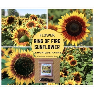 ผลิตภัณฑ์ใหม่ เมล็ดพันธุ์ จุดประเทศไทย ❤Imported Ring of Fire sunflower seedsเมล็ดอวบอ้วน 100% รอคอยที่จะให้ควา /ง่าย NA