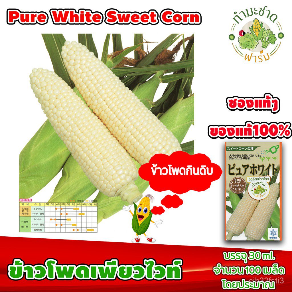 ซองแท้-30ml-เมล็ดพันธุ์-ข้าวโพด-เพียวไวท์-pure-white-hokkaido-sweet-corn-ง่าย-ปลูก-สวนครัว-เมล็ด-ง่าย-4oos