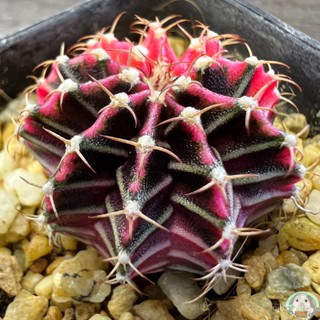 (LB40) ต้นยิมโนด่าง คัดพิเศษ ไม้เมล็ด - (gymnocalycium) - แคคตัส/งอก ปลูก/งอกครัว เมล็ด/งอก FL8B