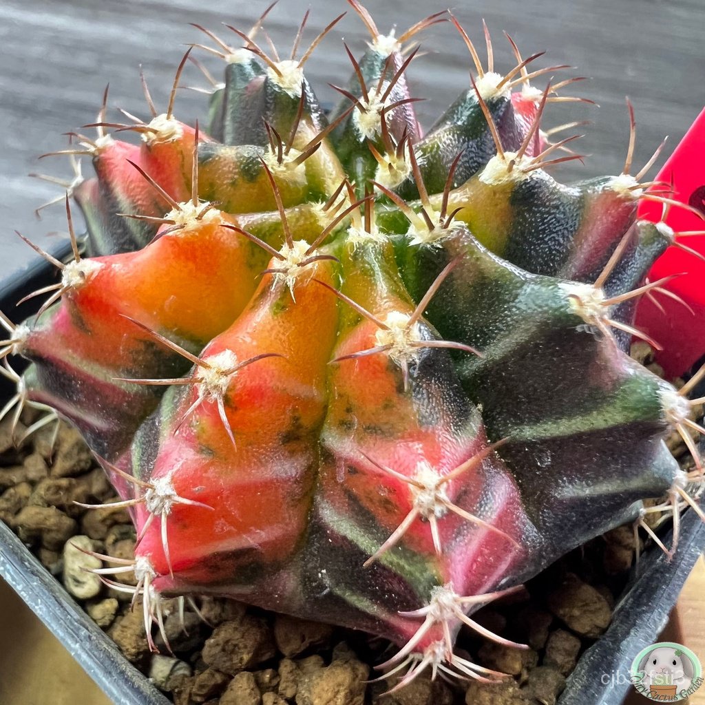 r22-ต้นยิมโนด่าง-คัดพิเศษ-ไม้เมล็ด-gymnocalycium-แคคตัส-ง่าย-ปลูก-สวนครัว-เมล็ด-ง่าย-vtb9