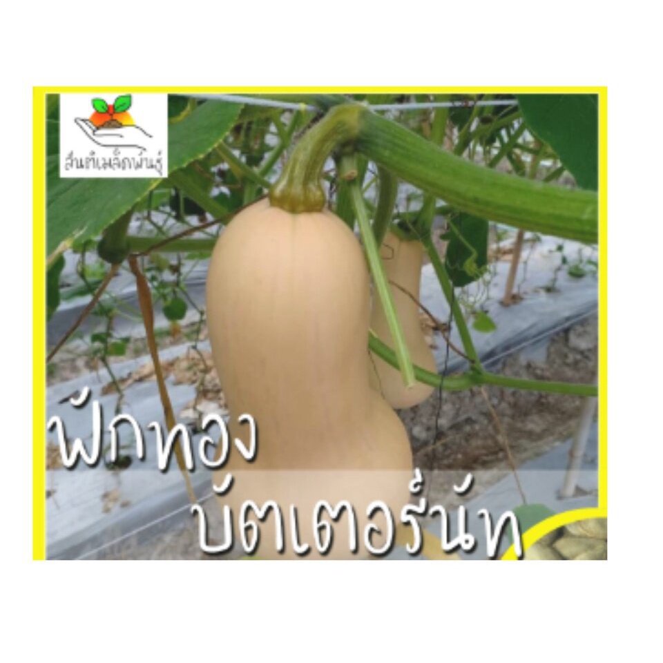 ผลิตภัณฑ์ใหม่-เมล็ดพันธุ์-เมล็ดพันธุ์คุณภาพสูงในสต็อกในประเทศไทยเมล็ดอวบอ้วน-ฟักทองบัตเตอร์นัท-25-เมล็ด-waltham-ง่าย-4g