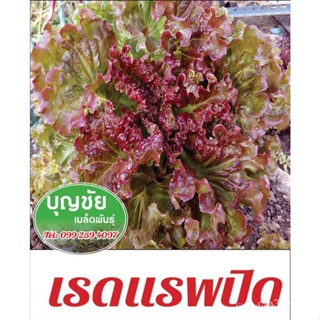 ผลิตภัณฑ์ใหม่ เมล็ดพันธุ์ จุดประเทศไทย ❤เมล็ดพันธุ์เรดแรพปิด (ผักกาดหอมใบแดง) 100 seed (ซื้อ10 แถม1) เมล็ดผักสลั/ง่าย TJ
