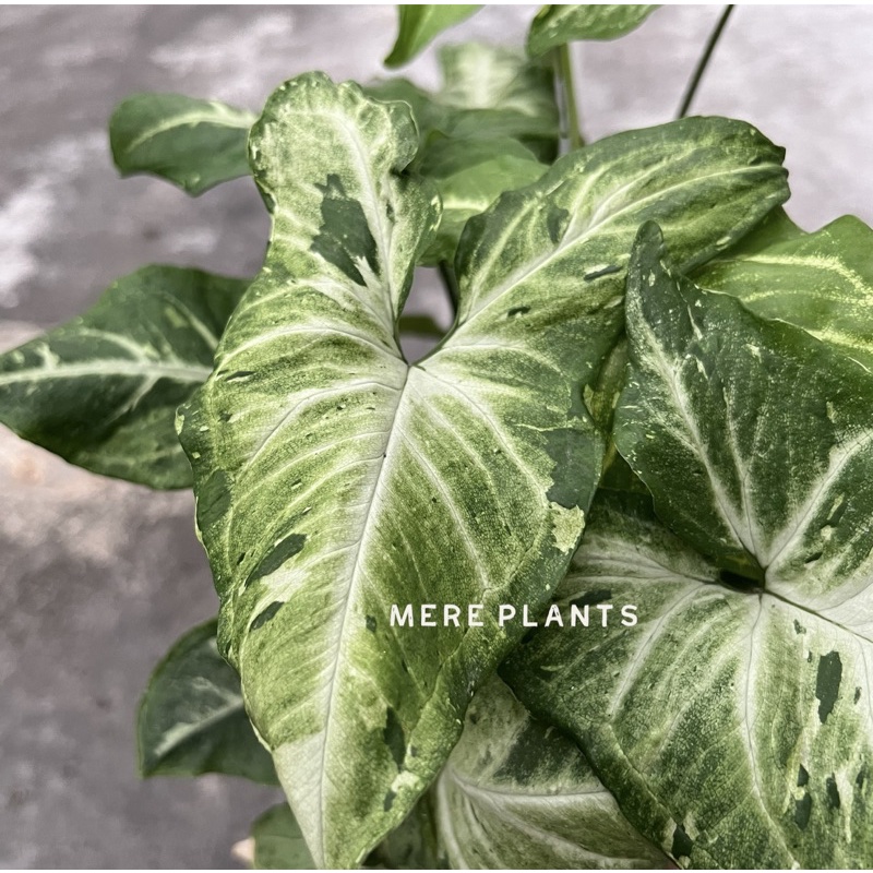 ต้น syngonium freckles mutation เฟรคเคิ่ล มูเทชั่น เลือกต้นได้ | Shopee ...