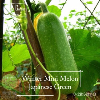 ผลิตภัณฑ์ใหม่ เมล็ดพันธุ์ 2022Japanese Mini Winter Melon Seeds 30 เมล็ด บอนสีหายาก เมล็ดอวบอ้วนผัก พันธุ์ไม้ผล  /ต้นอ่อน