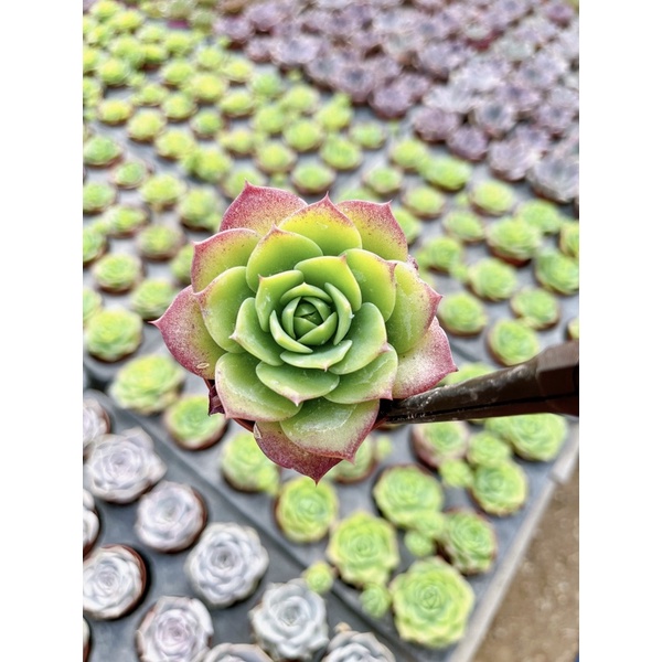 graptoveria-jadeite