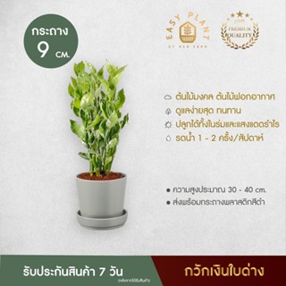 ต้นกวักเงินใบด่าง (L) กวักเงินกวักทอง ต้นไม้ฟอกอากาศ ต้นไม้มงคล เรียกทรัพย์ ประดับตกแต่งบ้านและสวน สวยงาม - easyplant