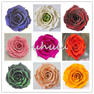 ผลิตภัณฑ์ใหม่ เมล็ดพันธุ์ 2022Unique Colorful Rose Seeds Ornamental Plants Rrae Flowers Seeds Balcony Potted Bea/ง่าย 8K