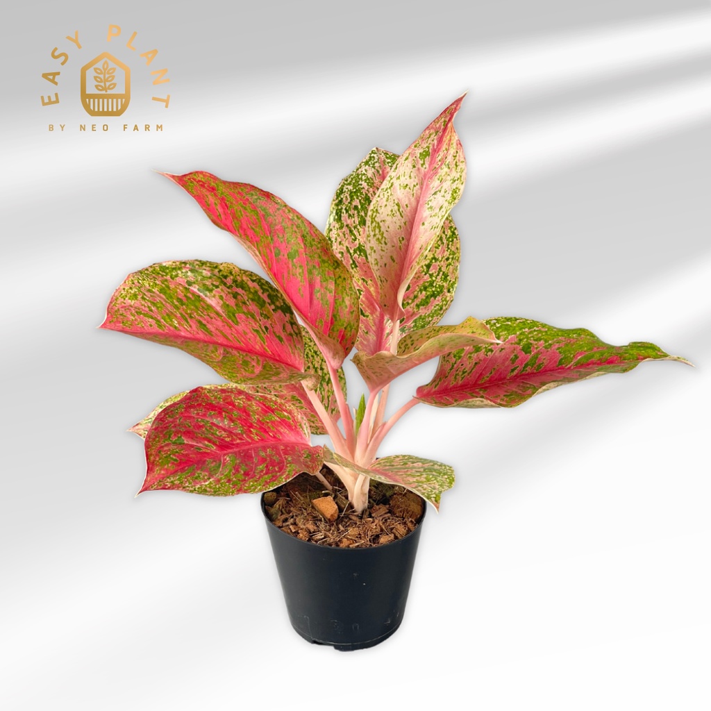 หลักทรัพย์-aglaonema-ต้นหลักทรัพย์-ต้นไม้นิมิมอล-ต้นไม้ฟอกอากาศ-ต้นไม้มงคล-ประดับตกแต่งบ้านและสวน-สวยงาม-easyplant